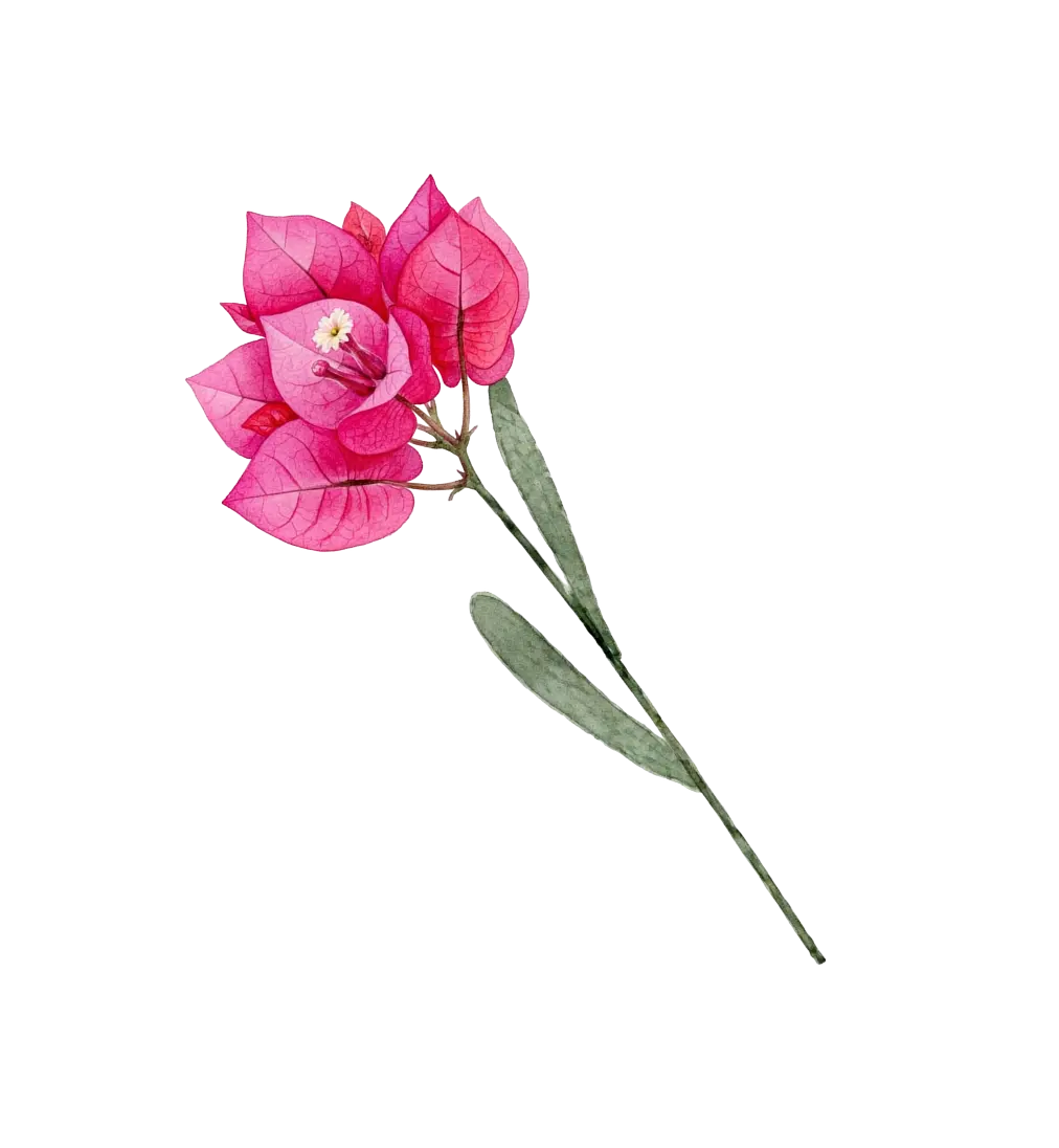 Bougainvillier rose
