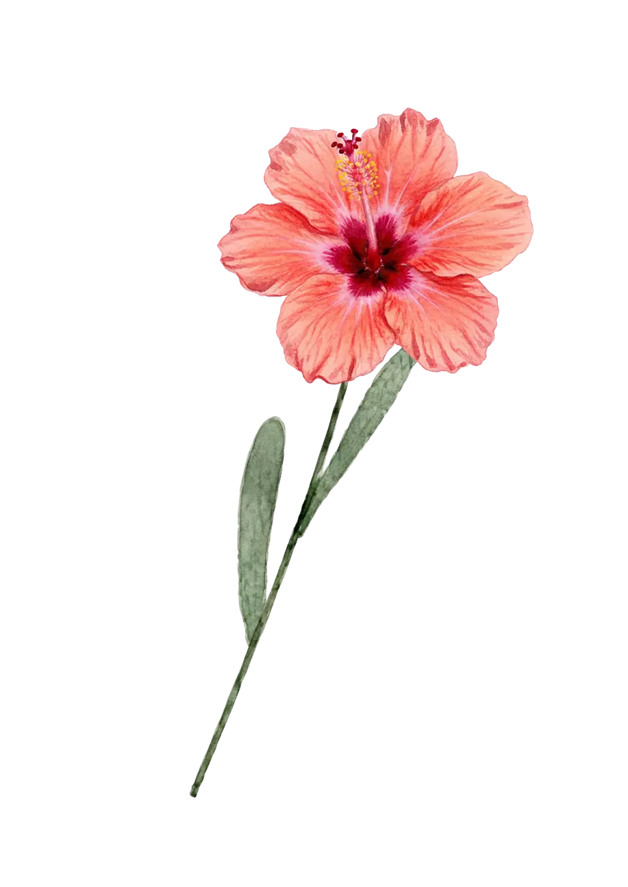 Hibiscus pêche