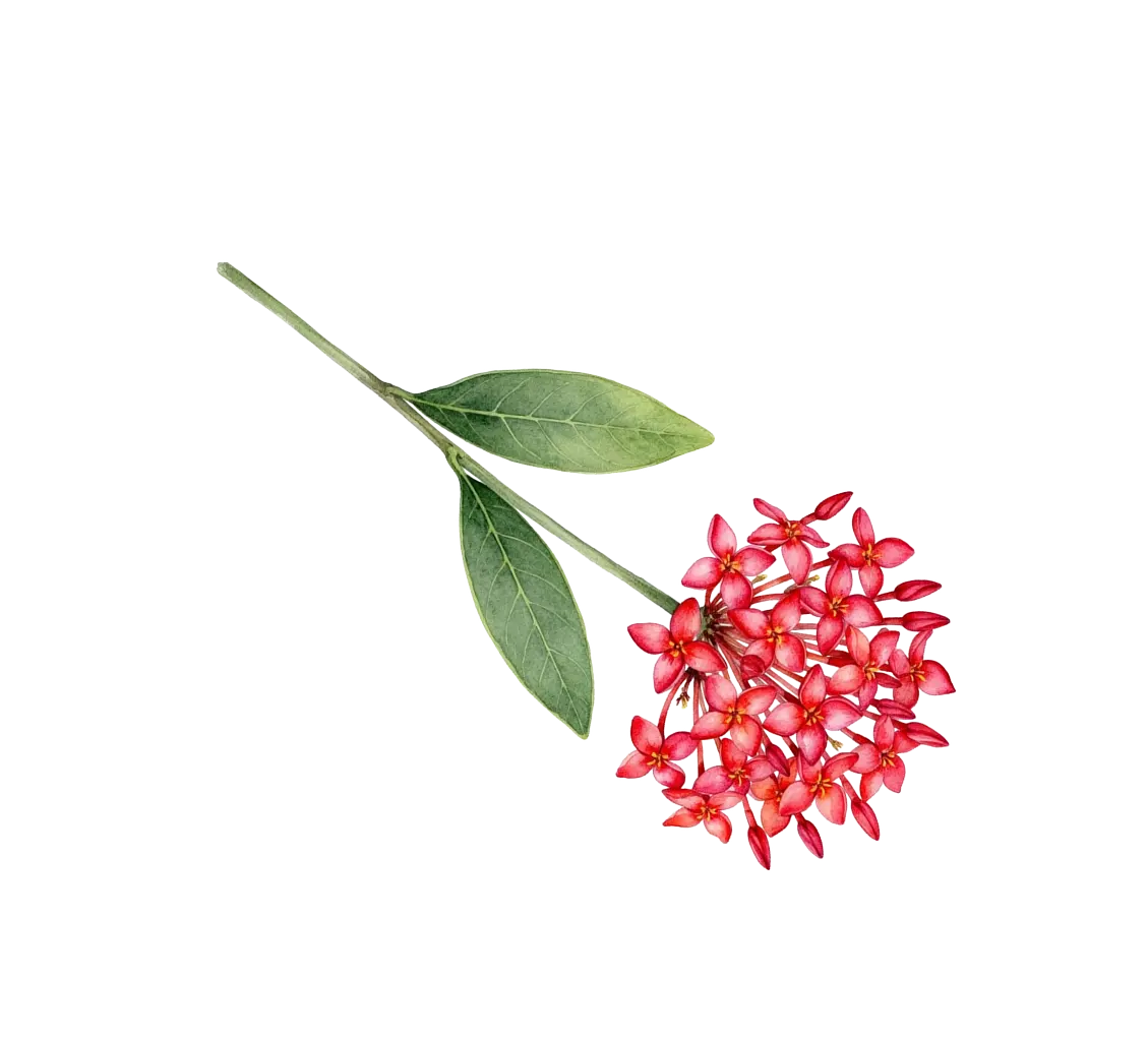 Ixora rouge