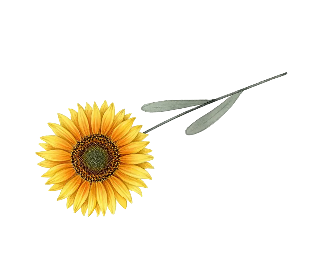 Tournesol