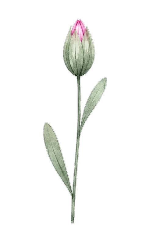 Illustration aquarelle d'un bouton de tulipe aux pétales roses, avec une tige verte et deux feuilles allongées
