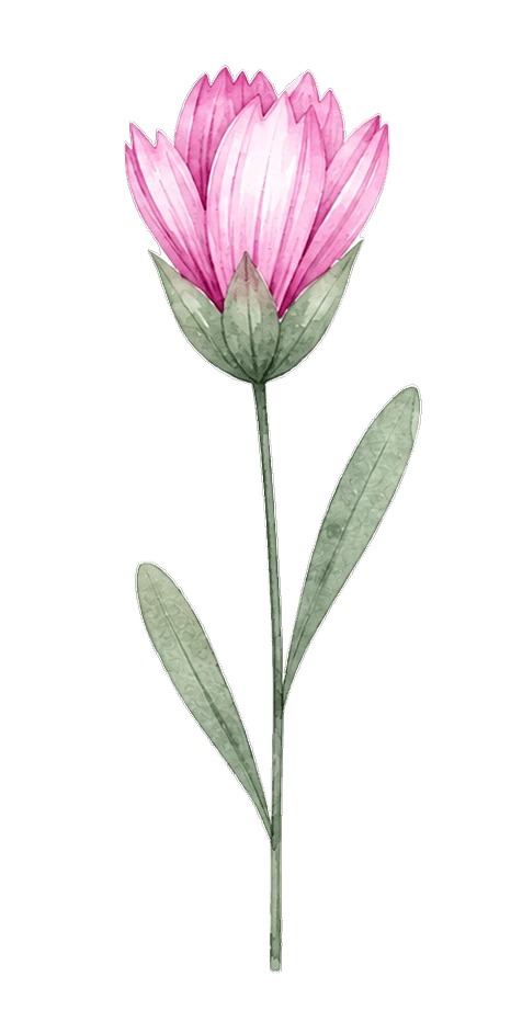 Illustration aquarelle d'une fleur rose à moitié ouverte aux pétales pointus superposés, avec une tige verte et deux feuilles