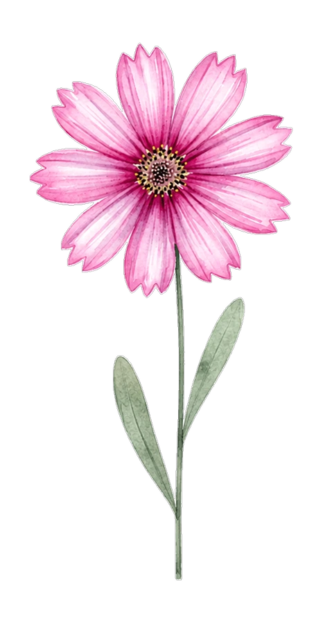 Illustration aquarelle d'un cosmos rose épanoui au cœur sombre, avec une tige verte et deux feuilles